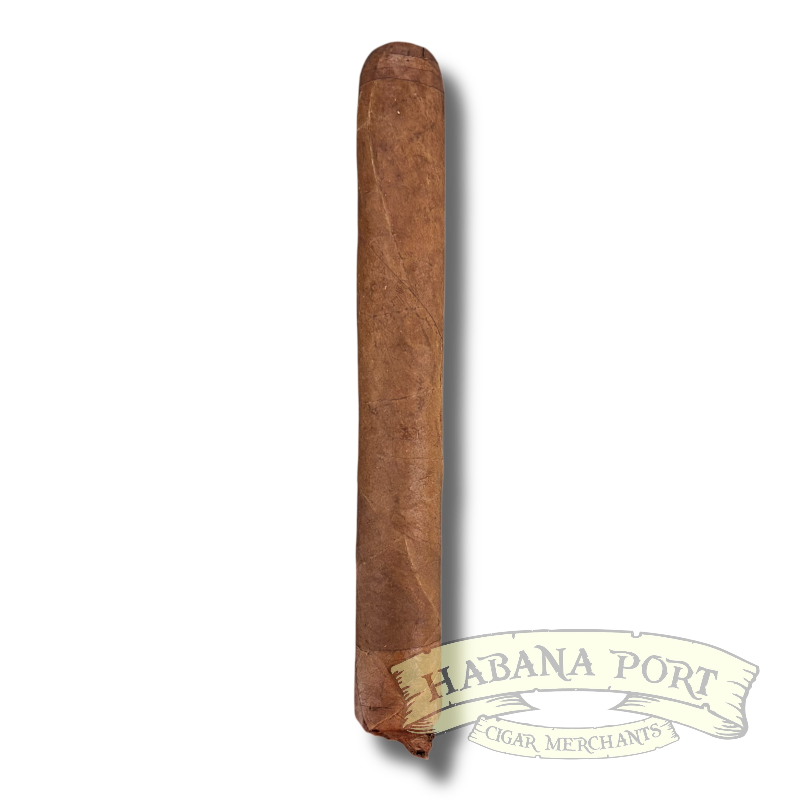 Persian King Rajah Toro 6x50